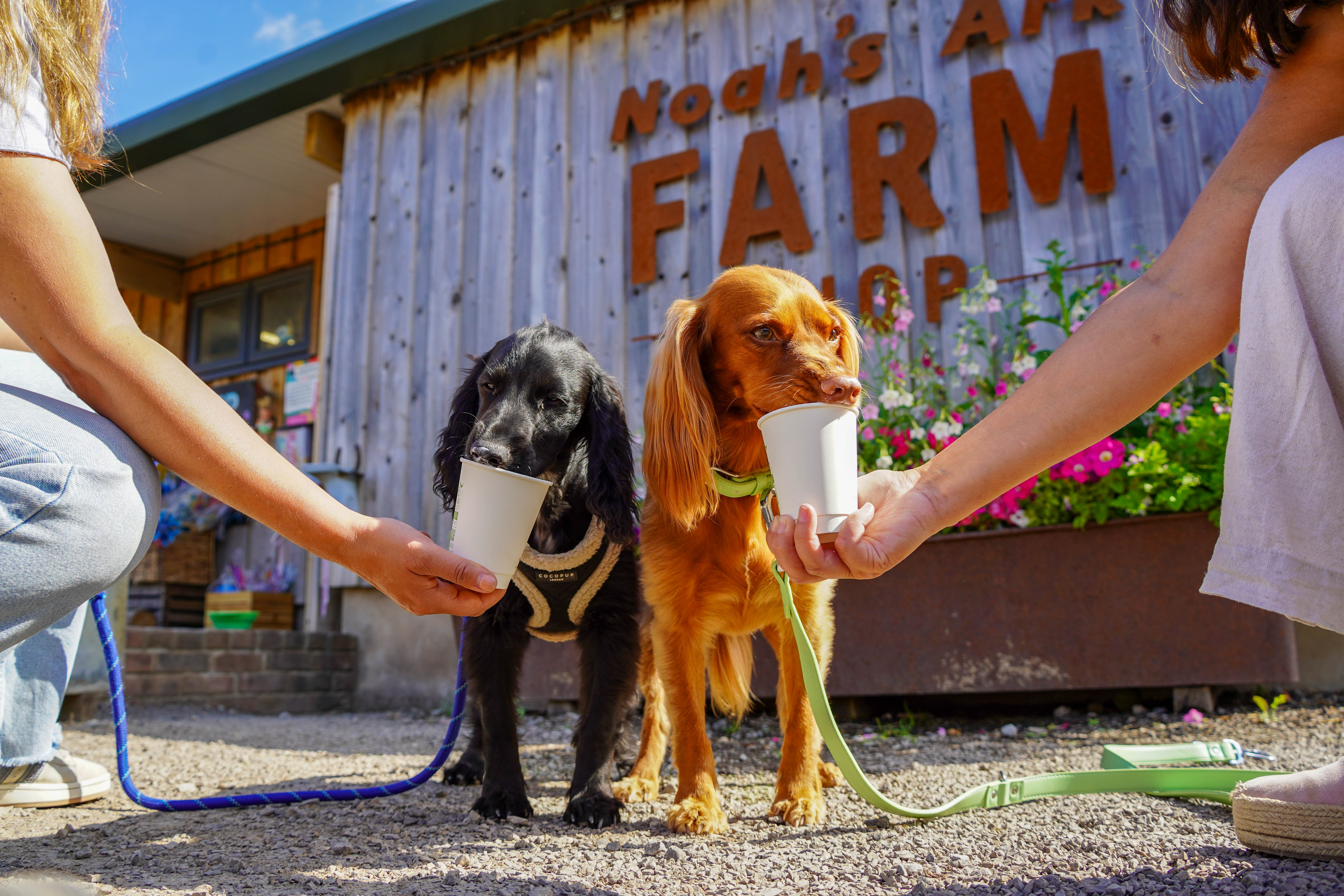 Doginfluencers2025 (21 Of 30)