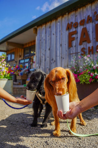 Doginfluencers2025 (20 Of 30)