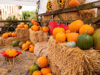 Pumpkinfestthefarmshop (12)